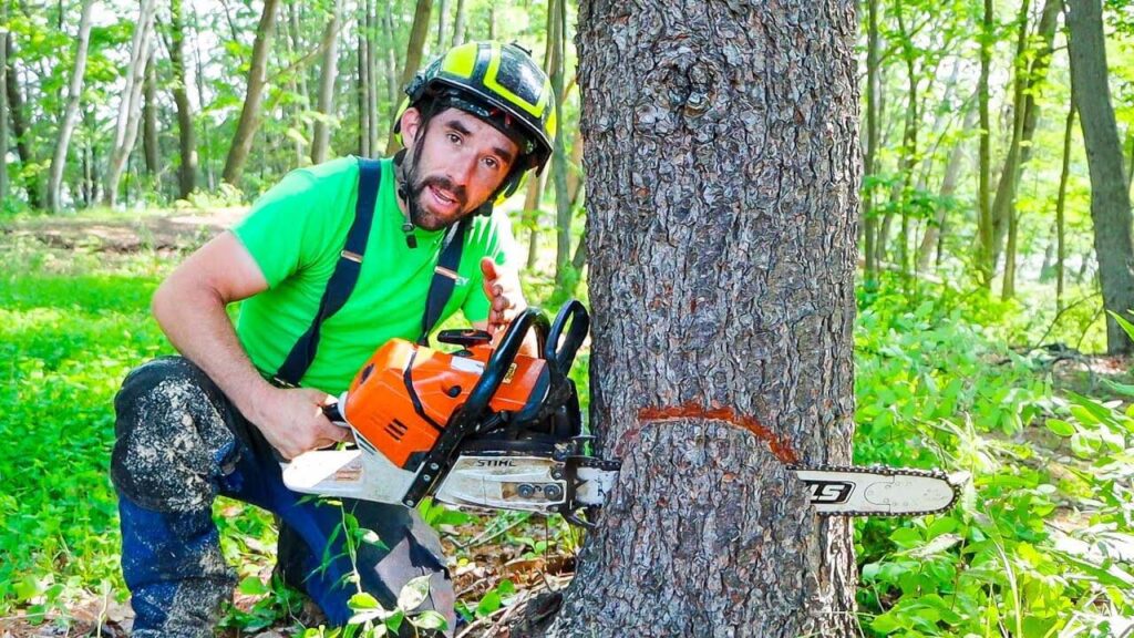 Tree Removal