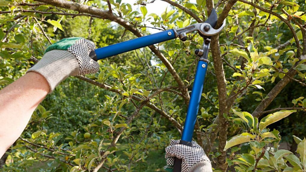 a gardener pruning a tree