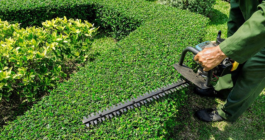 hedge cutting