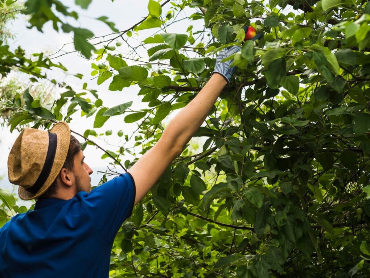 Tree Pruning Sydney