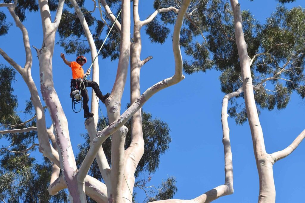 professional tree pruning