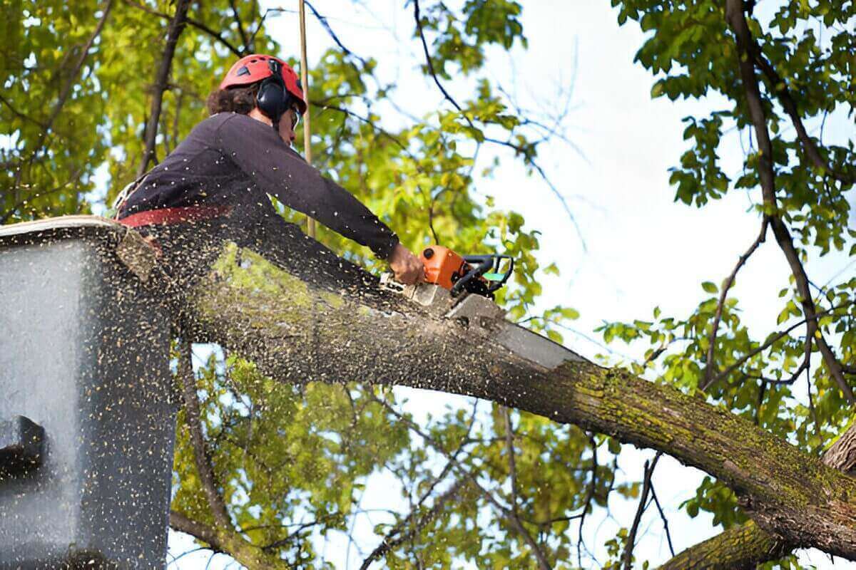 Tree Pruning Pricing