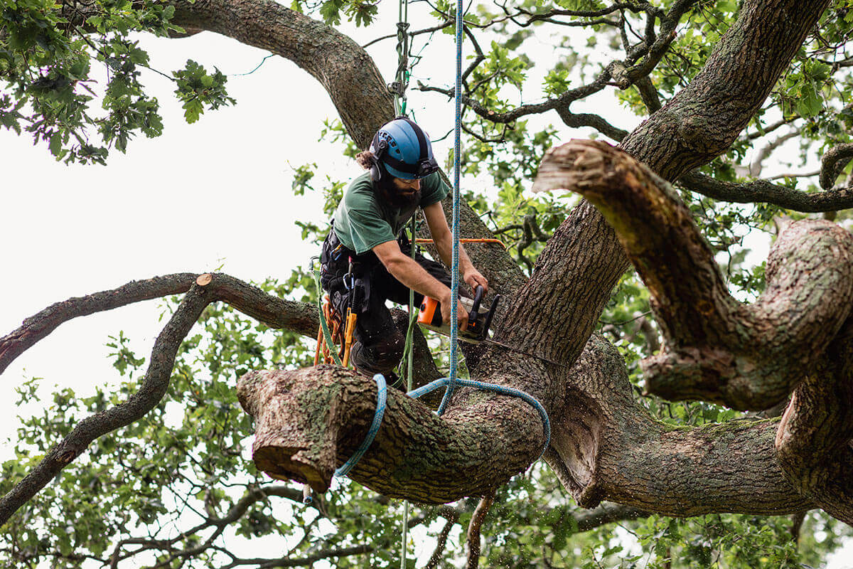 arborist in Sydney