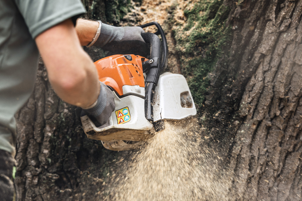 Understanding the Benefits of Professional Tree Stump Grinding Services
