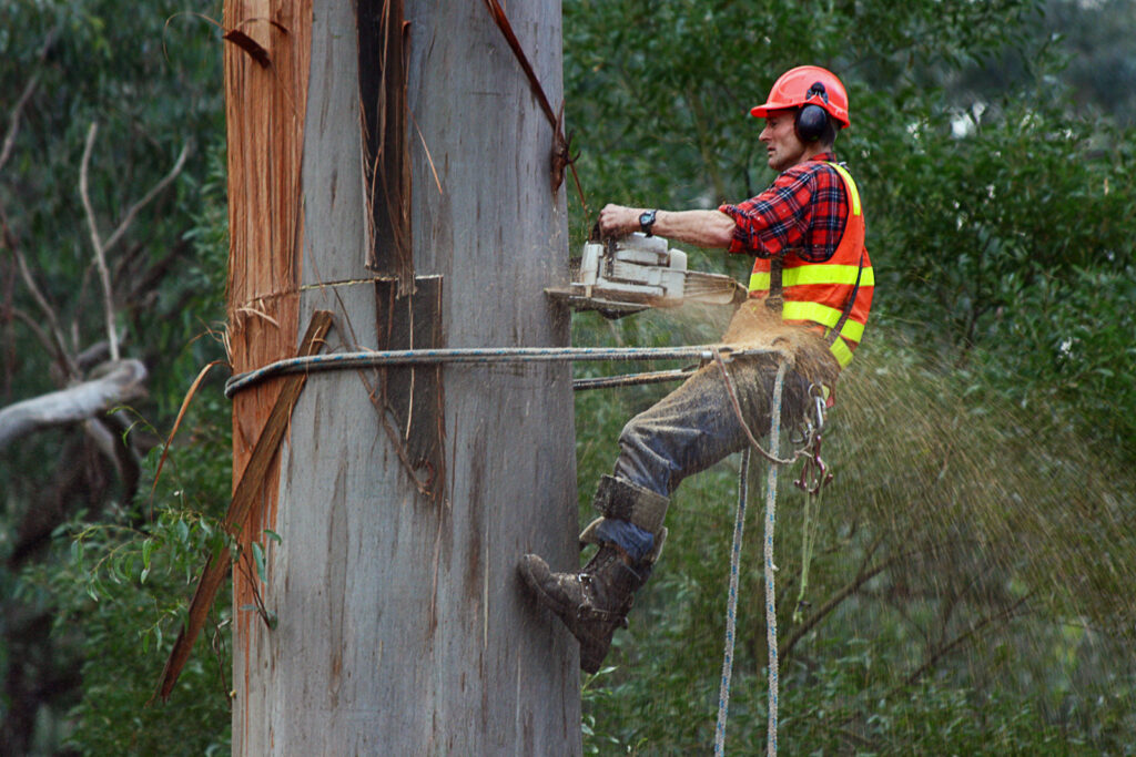 Understanding the Benefits of Professional Tree Stump Grinding Services
