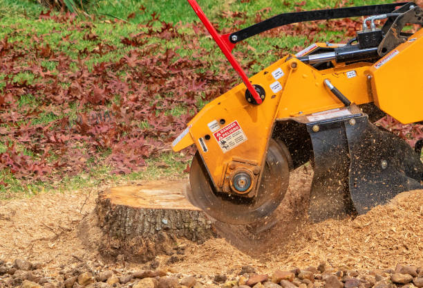Why You Should Always Hire Experts for Stump Grinding Sydney