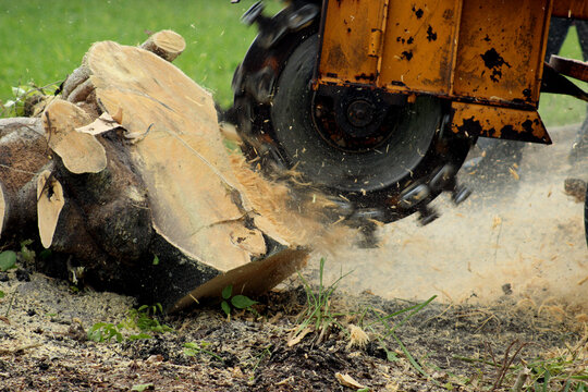 Why You Should Always Hire Experts for Stump Grinding Sydney