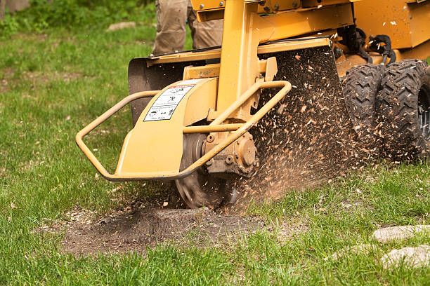Why You Should Always Hire Experts for Stump Grinding Sydney