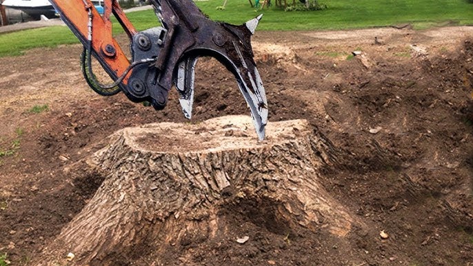 Understanding the Benefits of Professional Tree Stump Grinding Services1