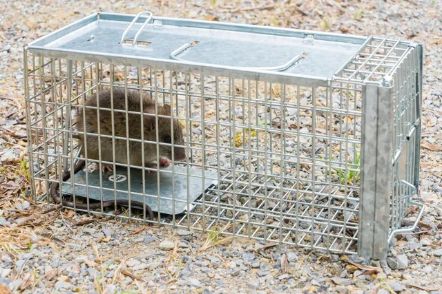 Rat Control Sydney