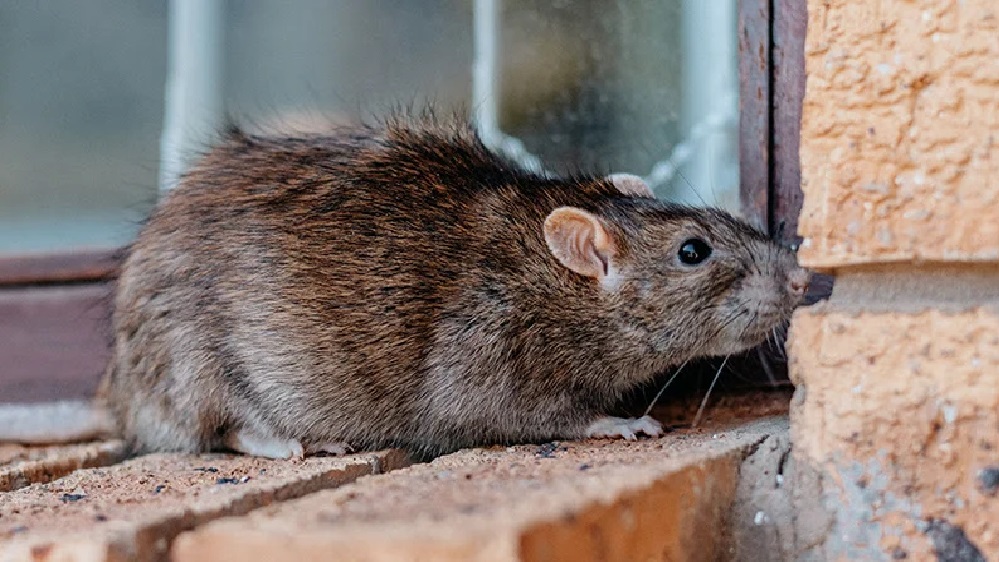 Rat Control Sydney