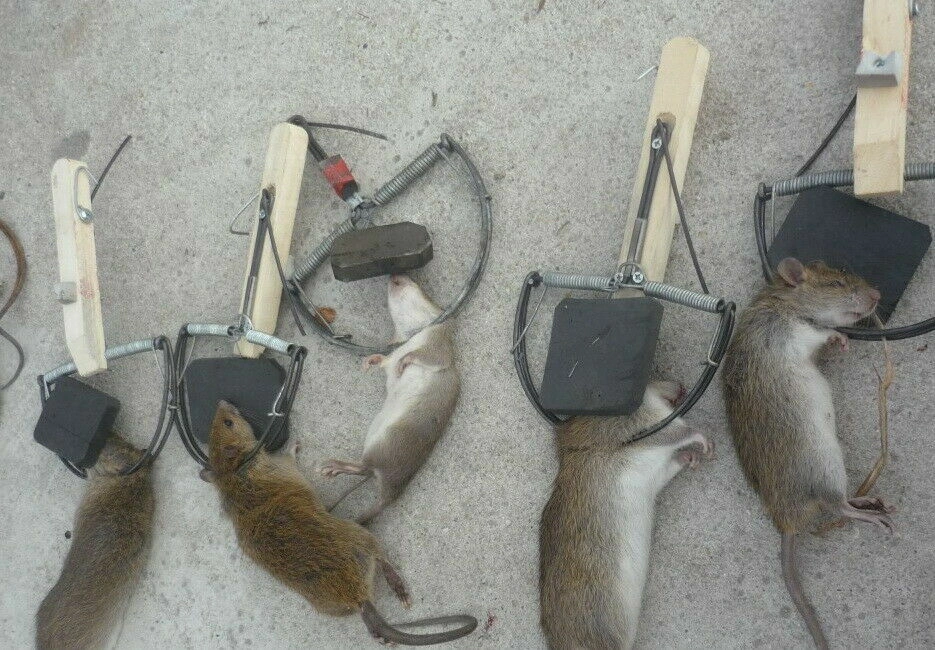 Rat Control Sydney
