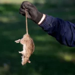 What Does a Rat Exterminator Sydney Service Actually Do? A Step-by-Step Breakdown