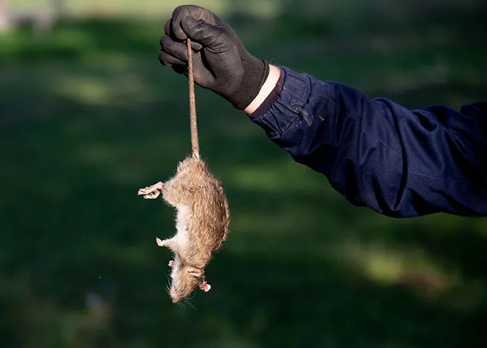 Rat Control Sydney