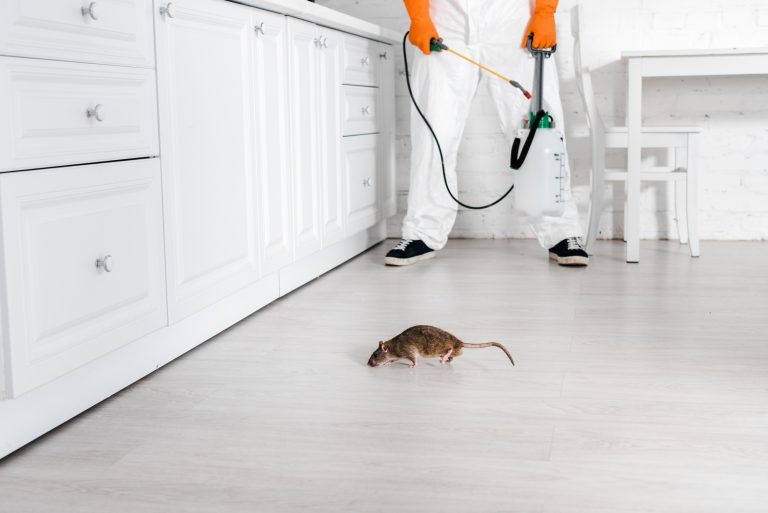 rodent control how to get rid of mice 768x513