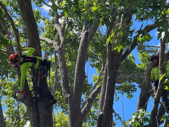 Arborist Services Sydney: Reports, Risk Checks and