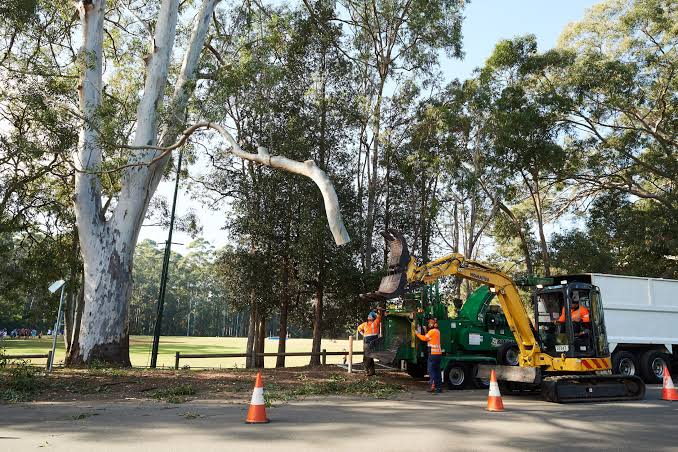 Tree Lopping Service Sydney: Safer Alternatives to Topping