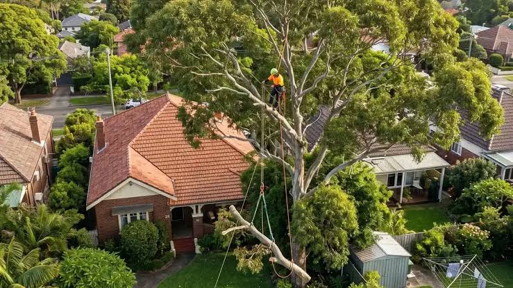 Arborist Services Sydney: Reports, Risk Checks and