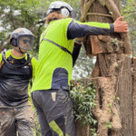 Arborist Services Sydney: Reports, Risk Checks and