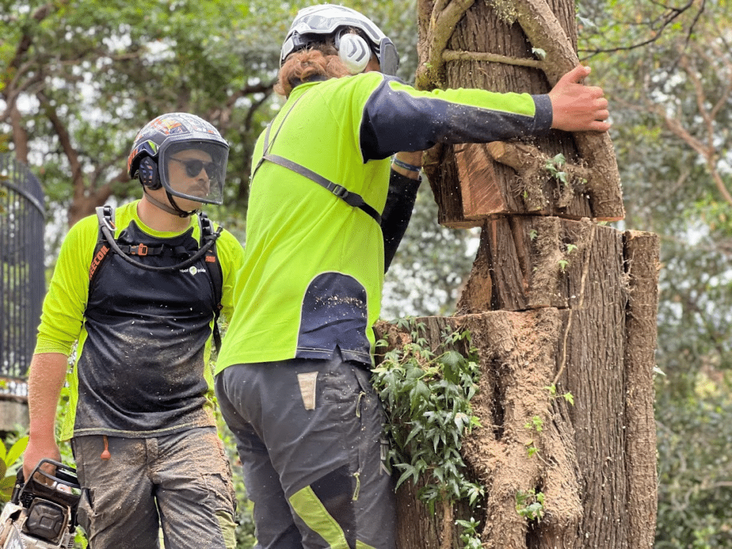 Arborist Services Sydney: Reports, Risk Checks and